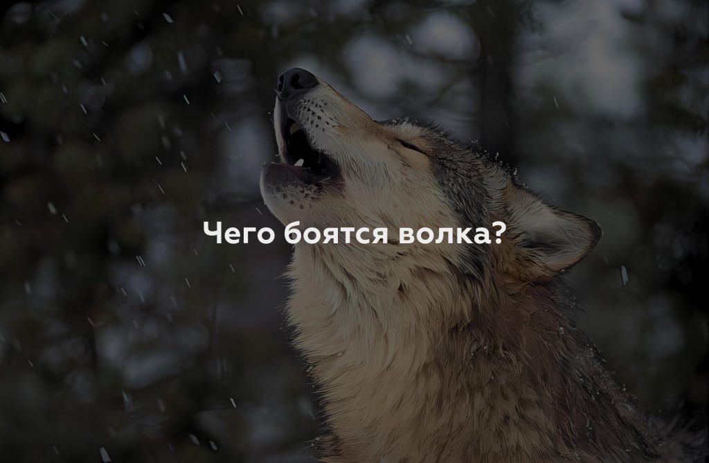 Чего боятся волка?