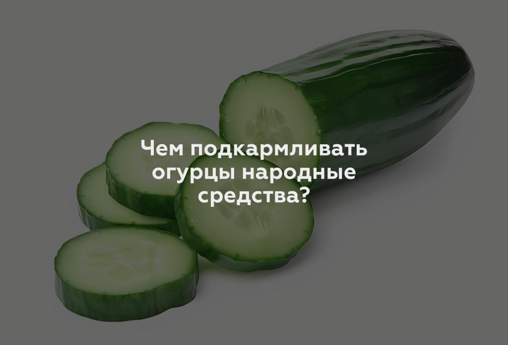 Чем подкармливать огурцы народные средства?