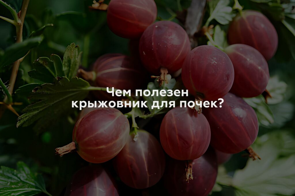 Чем полезен крыжовник для почек?