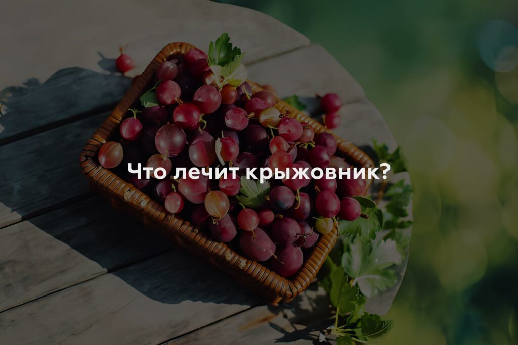 Что лечит крыжовник?