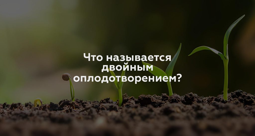 Что называется двойным оплодотворением?