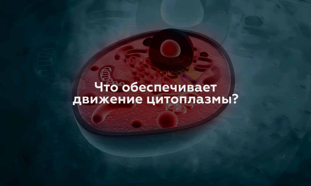 Что обеспечивает движение цитоплазмы?