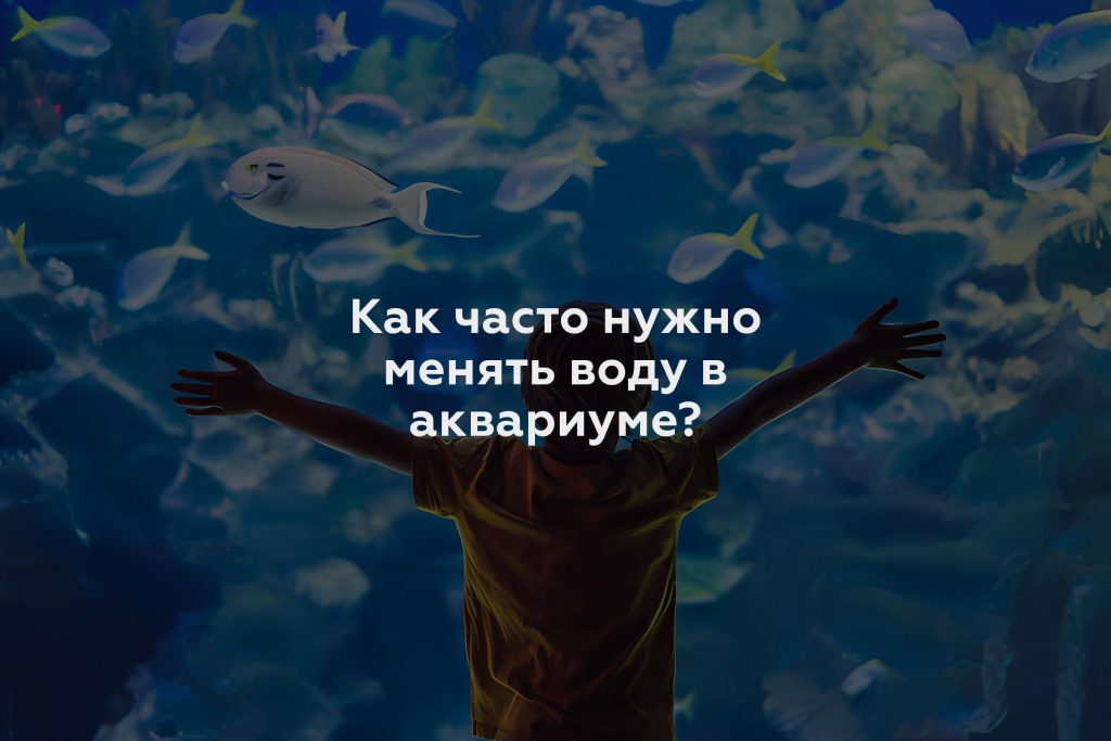 Как часто нужно менять воду в аквариуме?