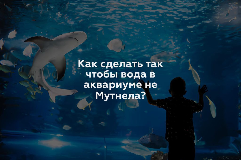 Как сделать так чтобы вода в аквариуме не Мутнела?