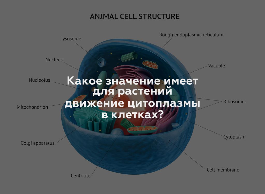 Какое значение имеет для растений движение цитоплазмы в клетках?