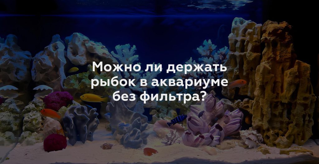 Можно ли держать рыбок в аквариуме без фильтра?