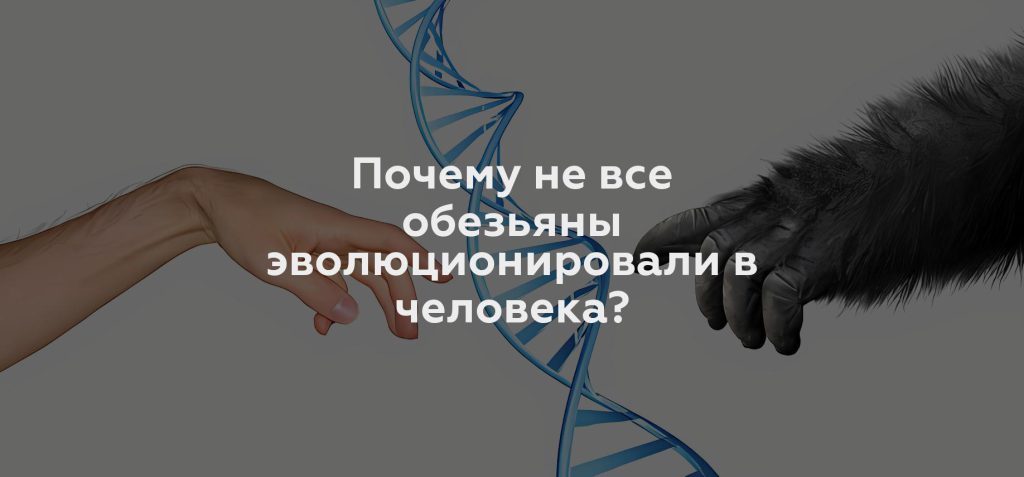 Почему не все обезьяны эволюционировали в человека?