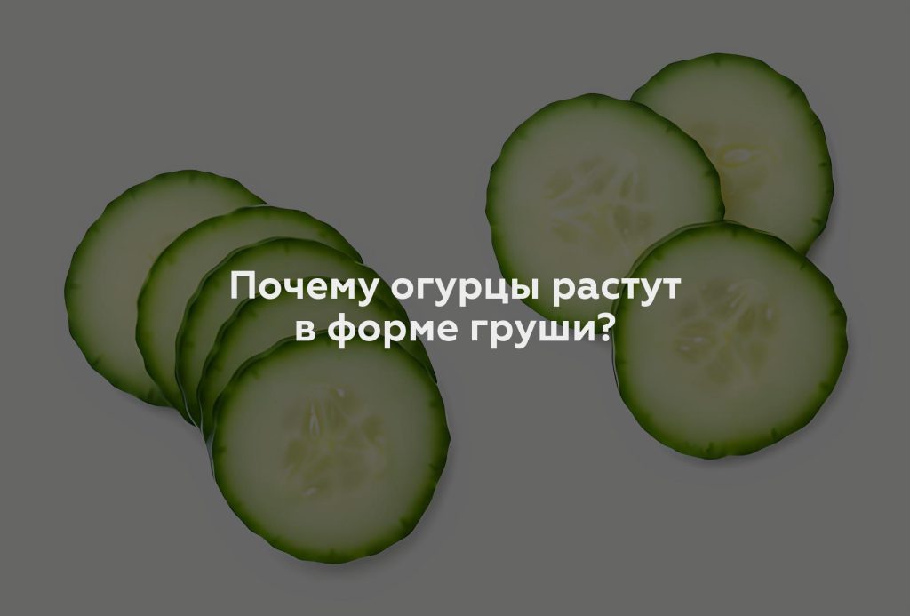 Почему огурцы растут в форме груши?