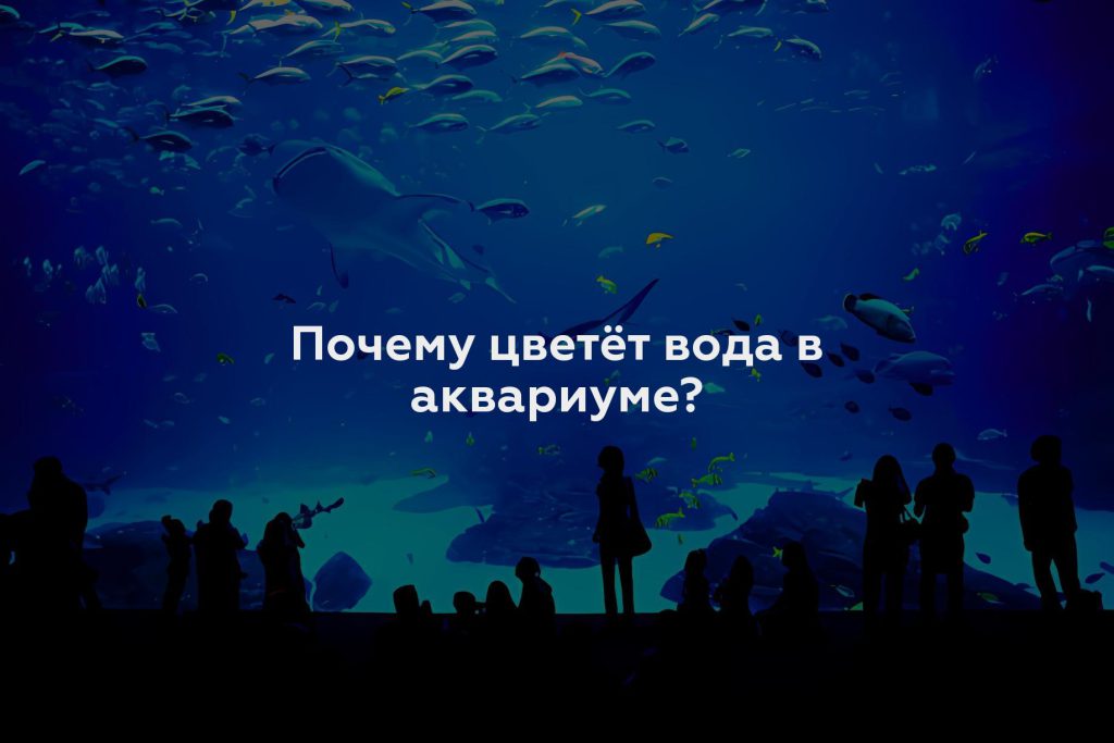 Почему цветёт вода в аквариуме?