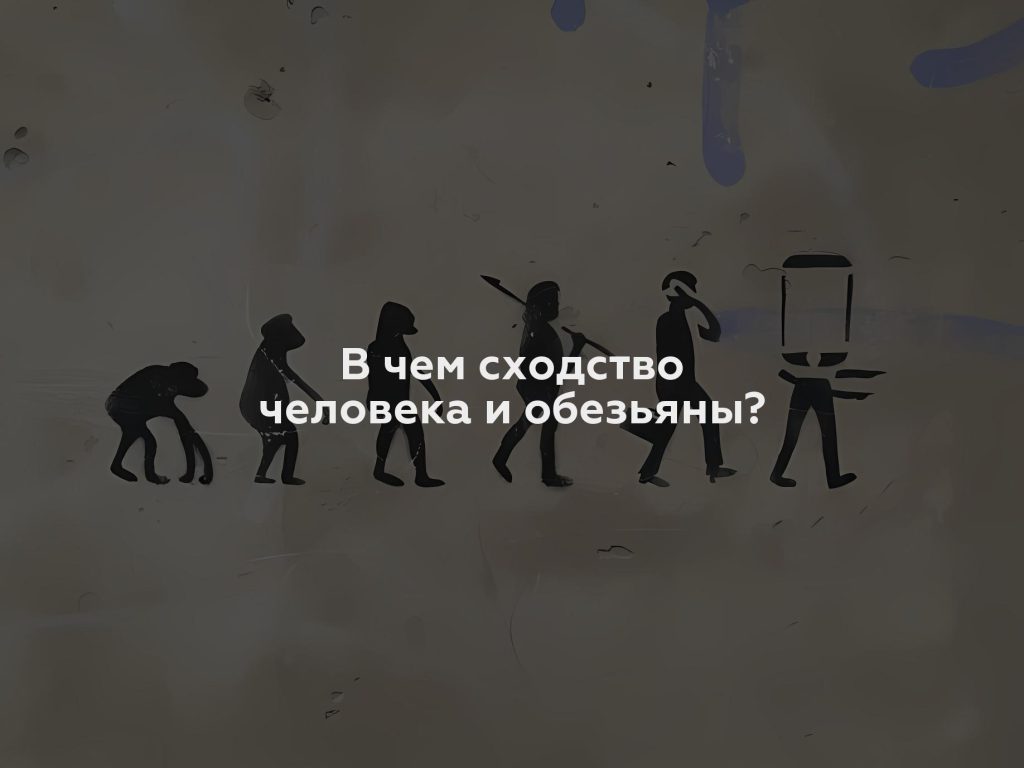 В чем сходство человека и обезьяны?