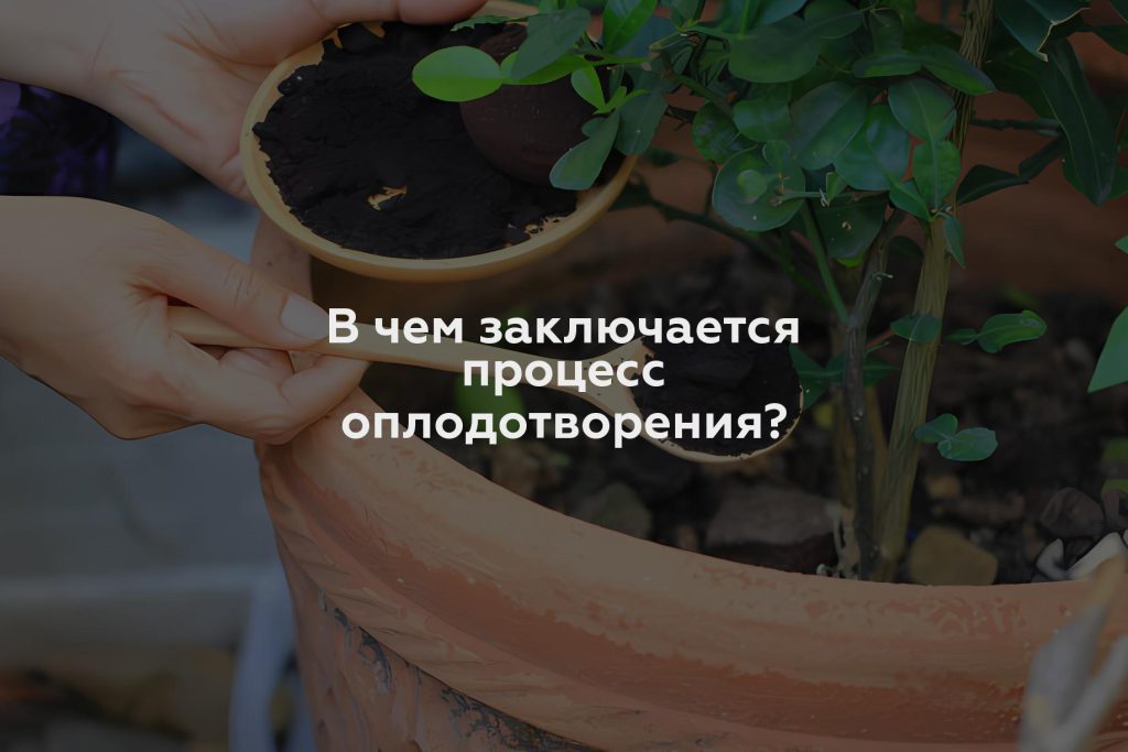 В чем заключается процесс оплодотворения?