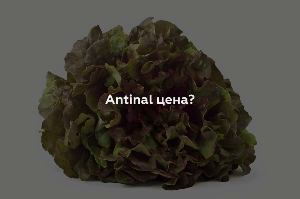 Antinal цена?