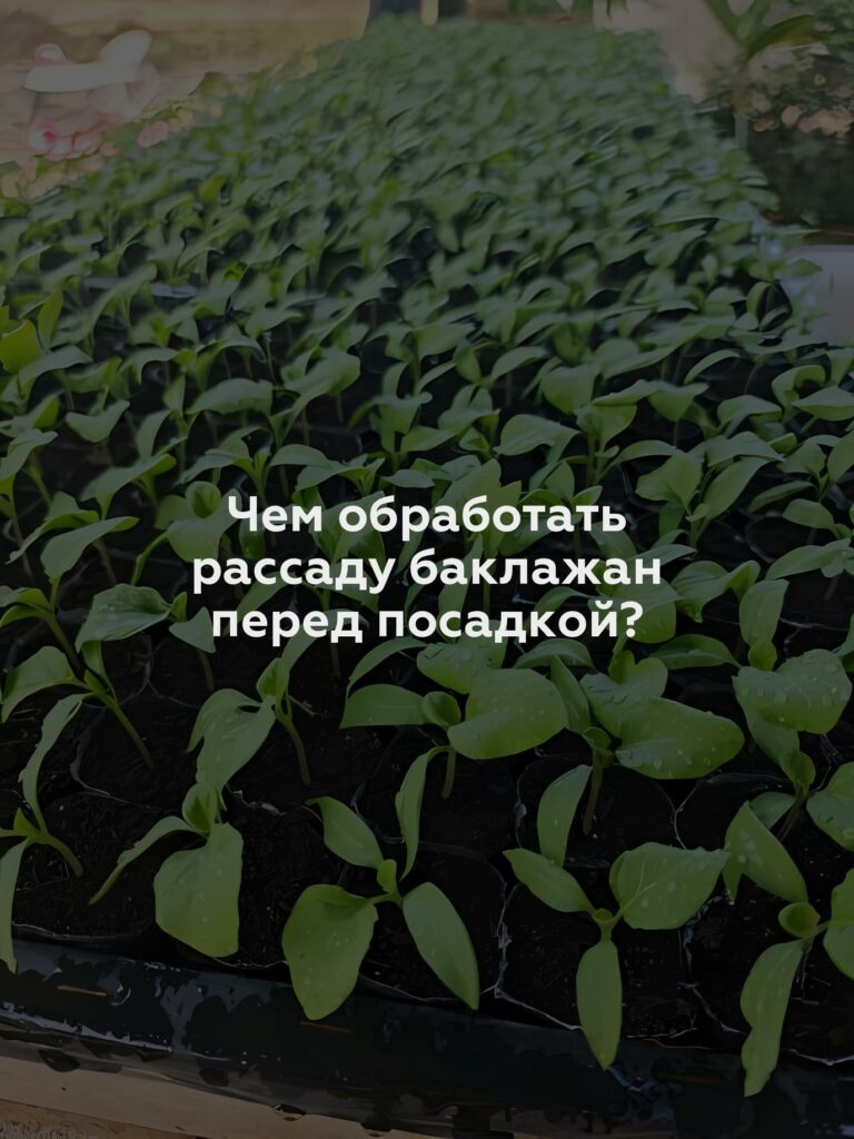 Чем обработать рассаду баклажан перед посадкой?