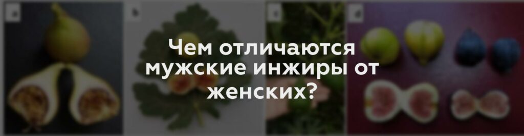 Чем отличаются мужские инжиры от женских?