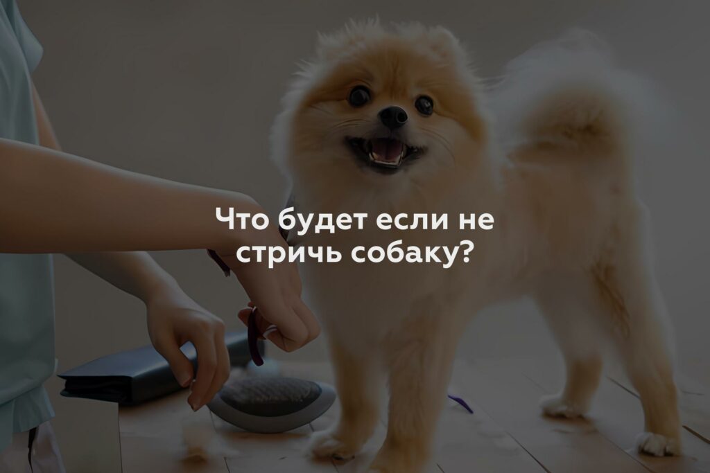 Что будет если не стричь собаку?