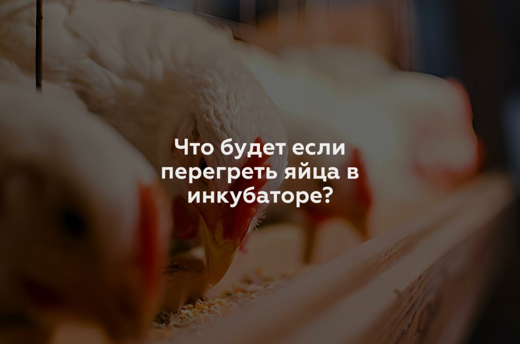 Что будет если перегреть яйца в инкубаторе?