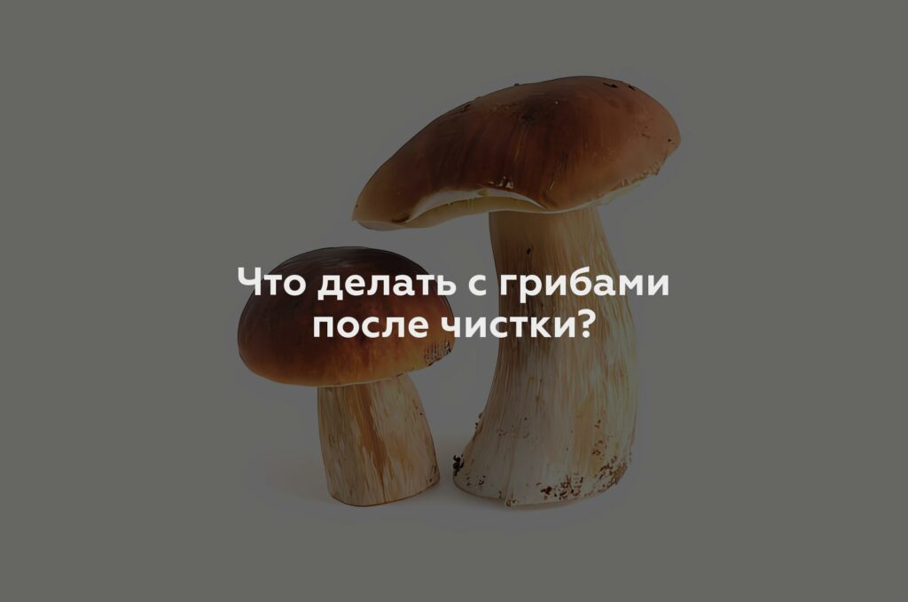 Что делать с грибами после чистки?