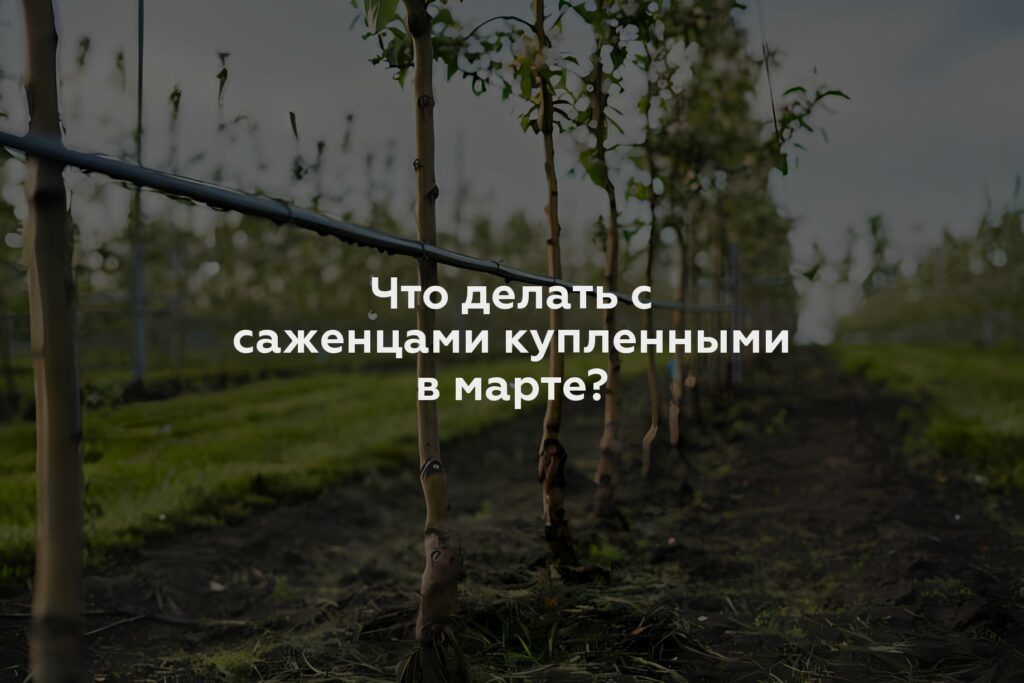 Что делать с саженцами купленными в марте?