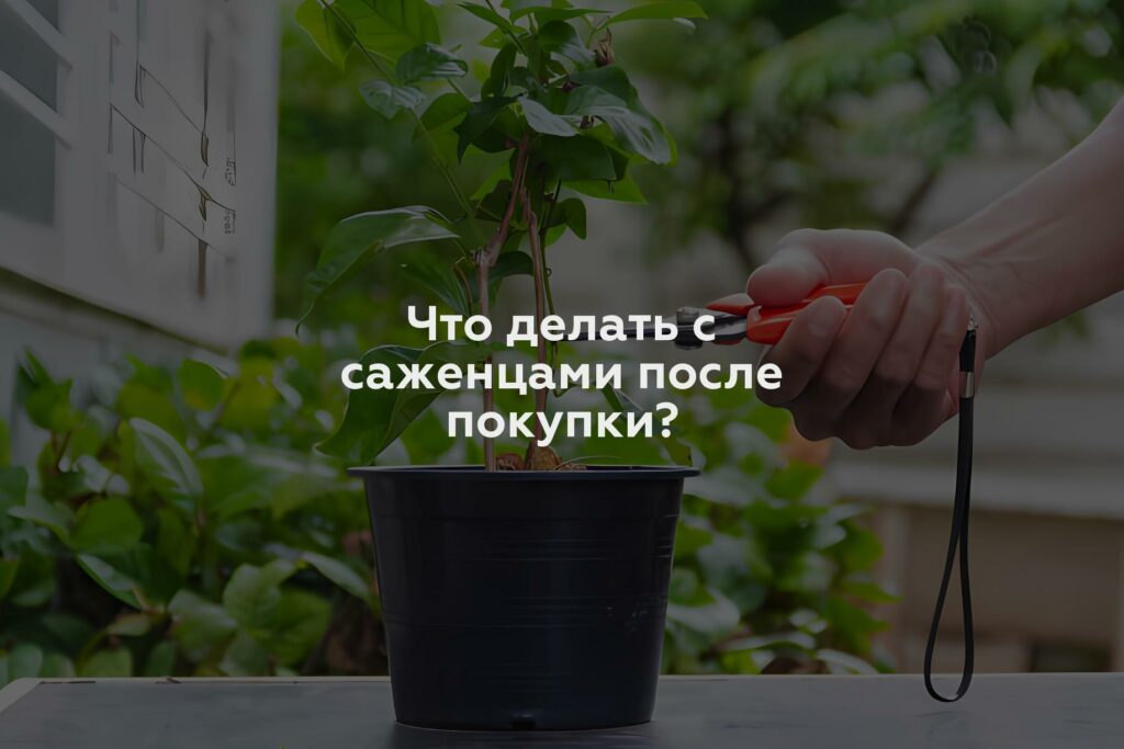 Что делать с саженцами после покупки?