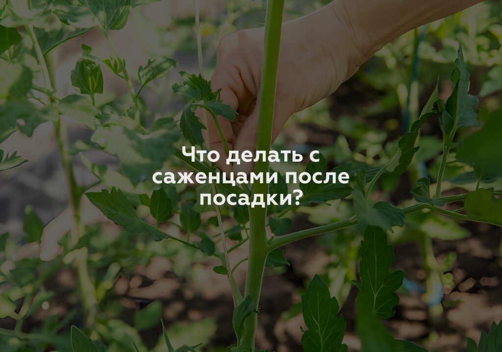 Что делать с саженцами после посадки?