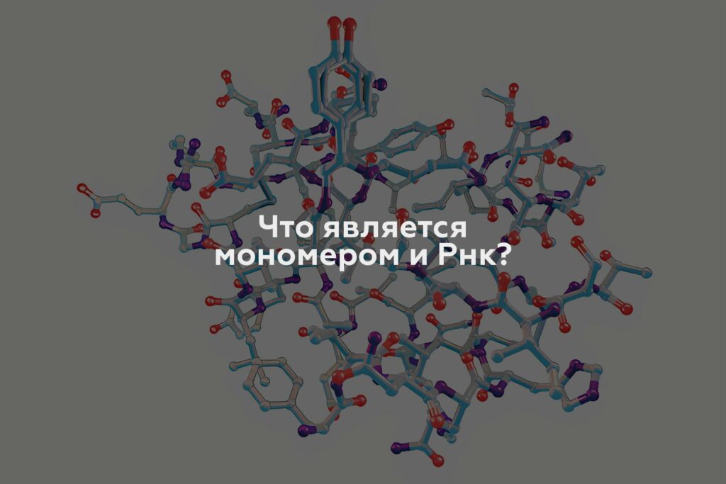 Что является мономером и Рнк?