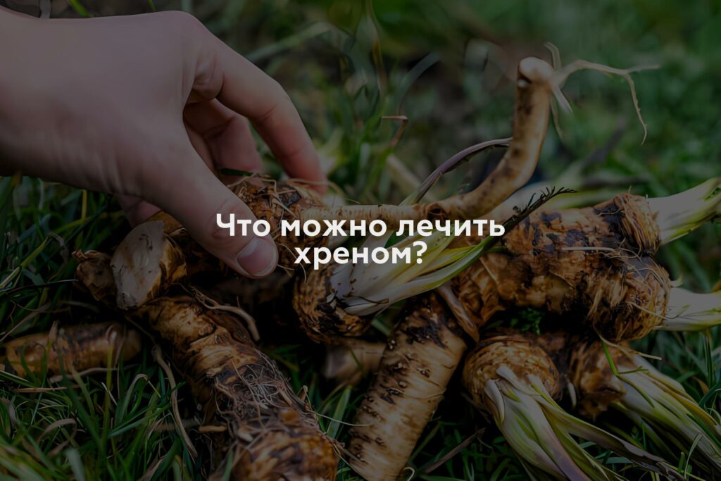 Что можно лечить хреном?