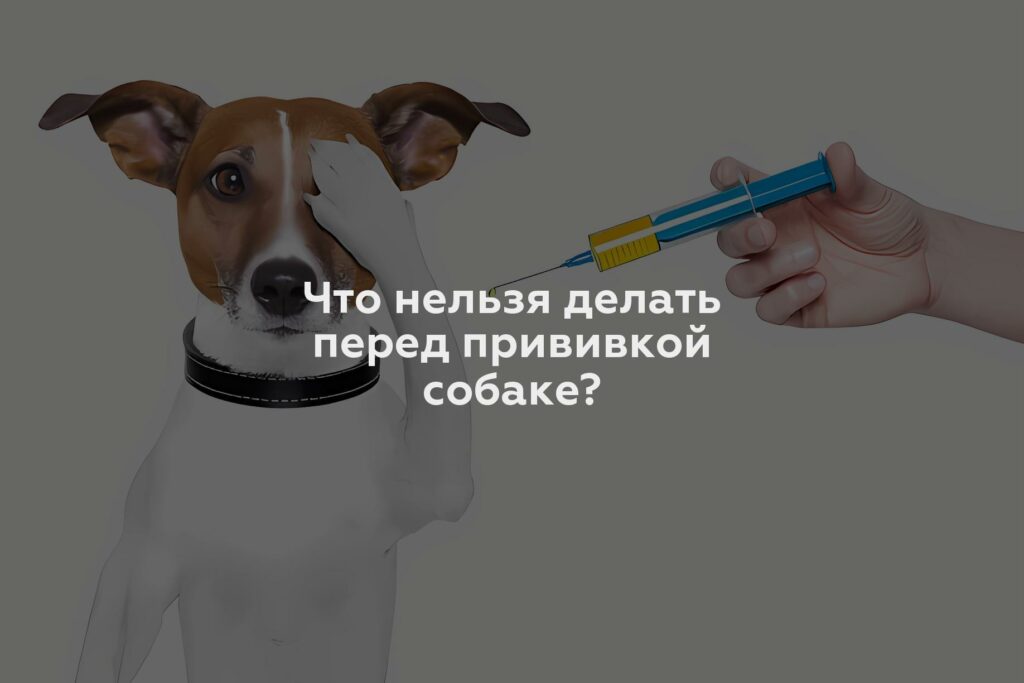 Что нельзя делать перед прививкой собаке?