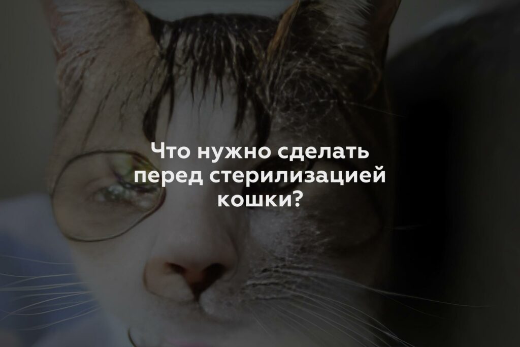 Что нужно сделать перед стерилизацией кошки?