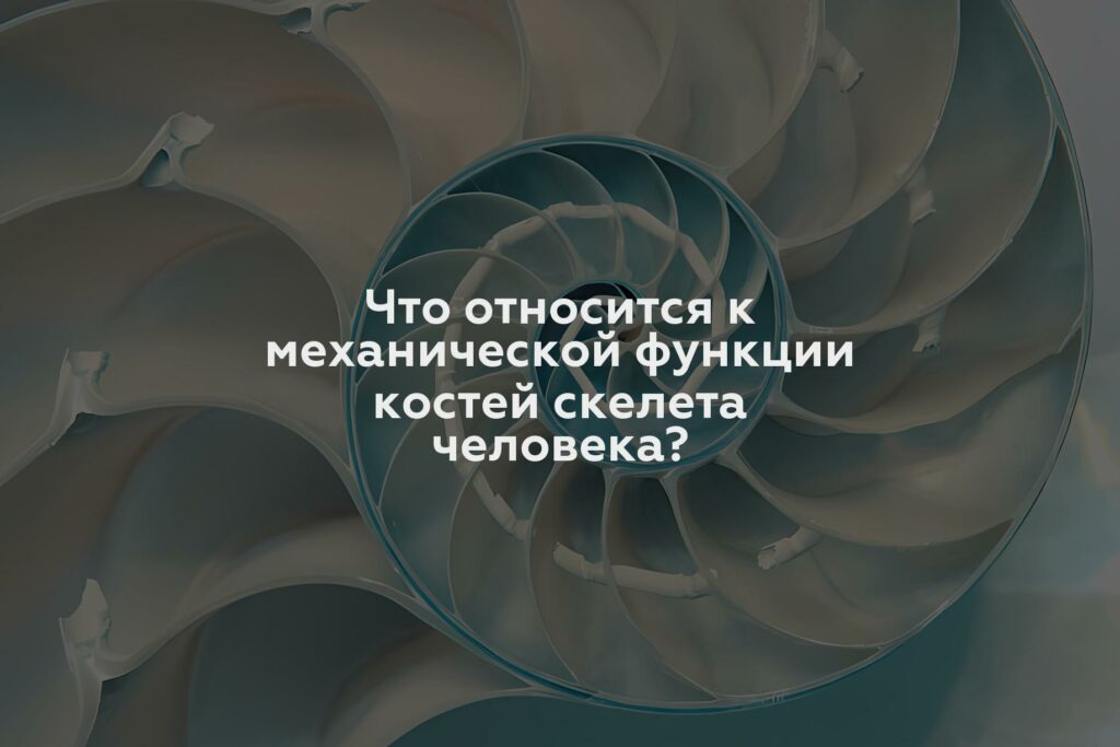 Что относится к механической функции костей скелета человека?