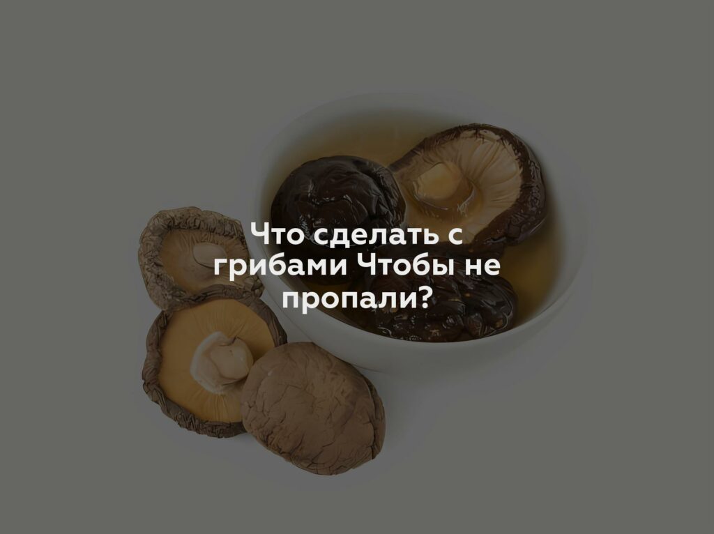 Что сделать с грибами Чтобы не пропали?