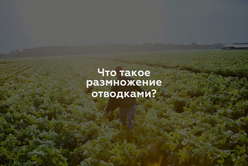 Что такое размножение отводками?