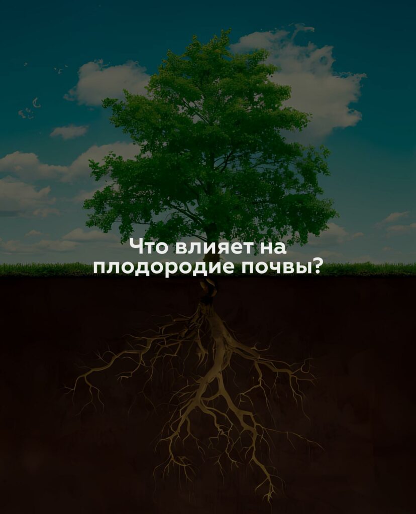 Что влияет на плодородие почвы?