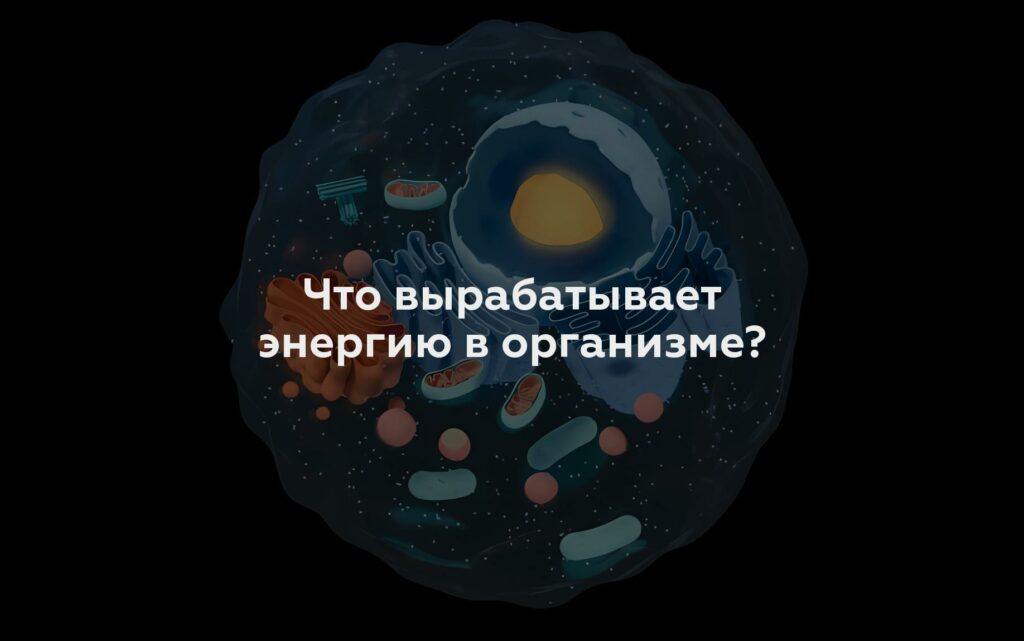 Что вырабатывает энергию в организме?