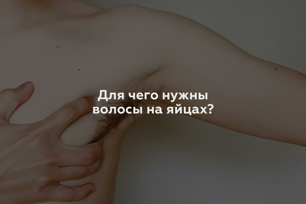 Для чего нужны волосы на яйцах?