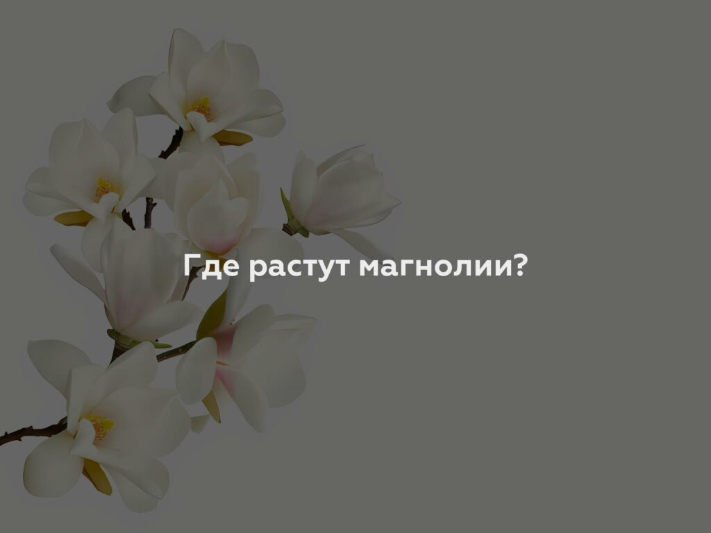 Где растут магнолии?