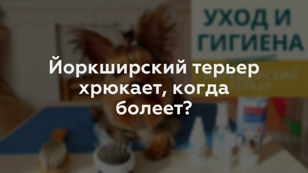 Йоркширский терьер хрюкает, когда болеет?