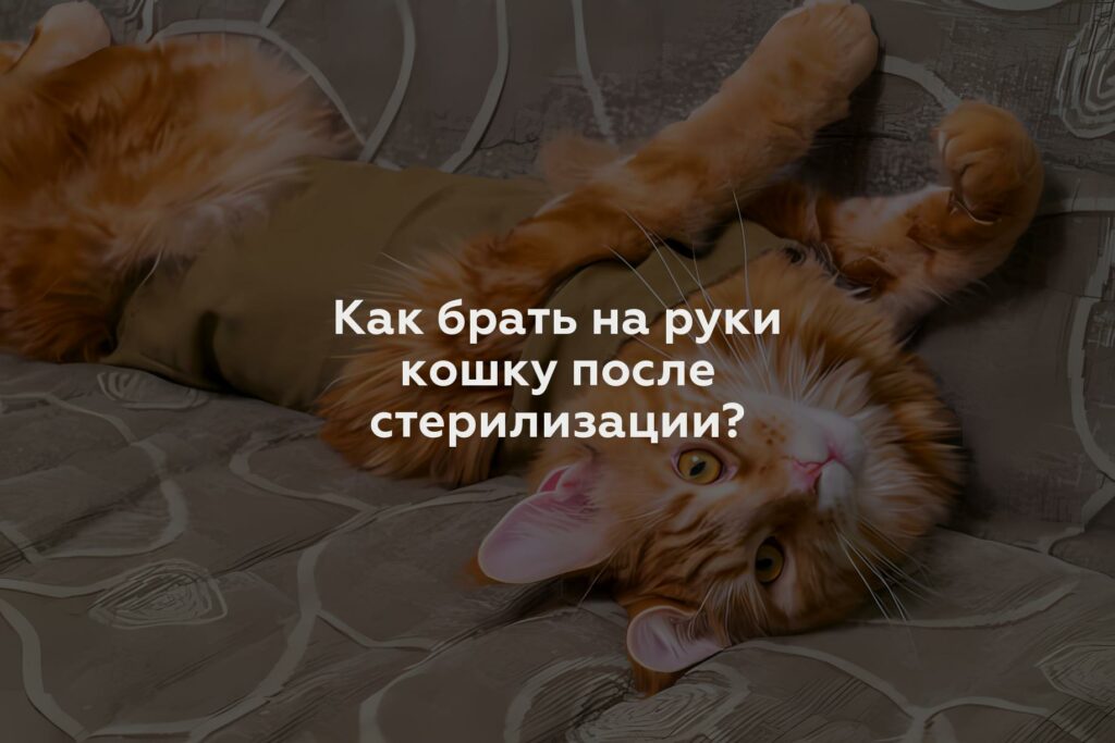 Как брать на руки кошку после стерилизации?