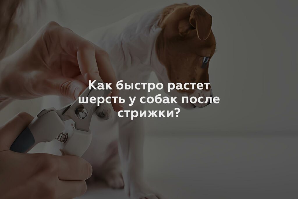 Как быстро растет шерсть у собак после стрижки?