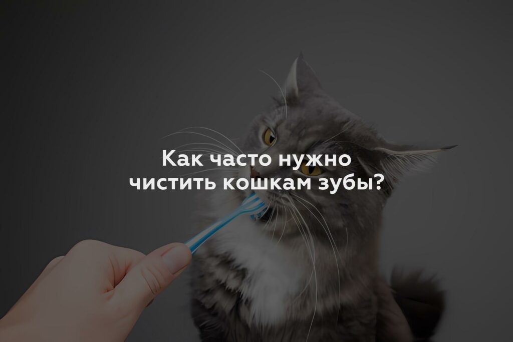 Как часто нужно чистить кошкам зубы?