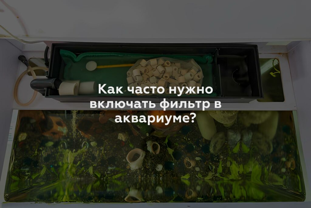 Как часто нужно включать фильтр в аквариуме?