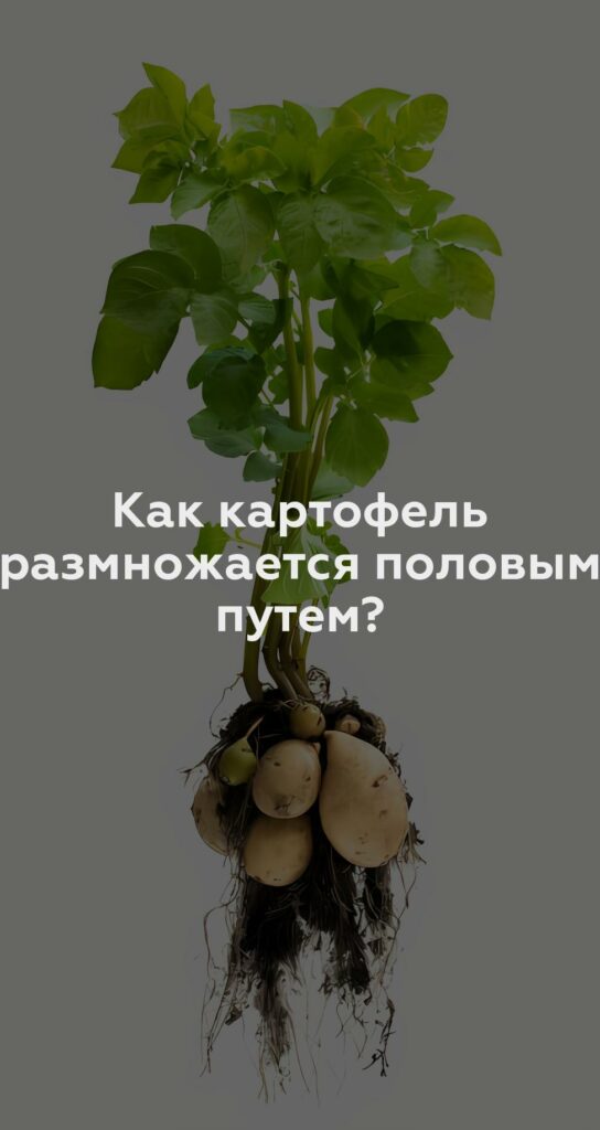 Как картофель размножается половым путем?