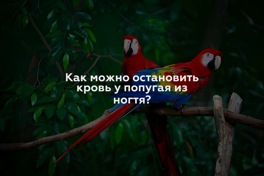 Как можно остановить кровь у попугая из ногтя?