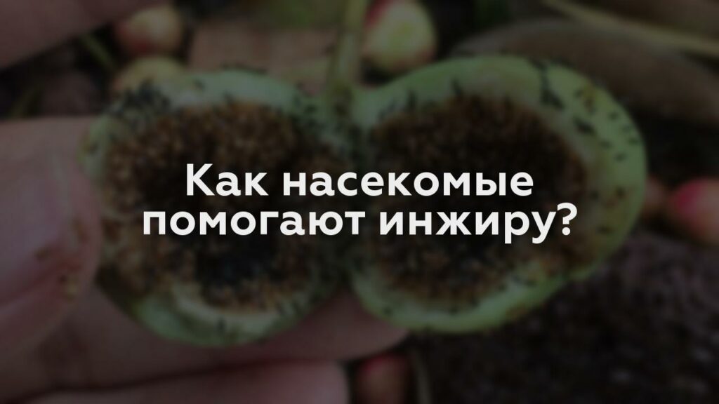 Как насекомые помогают инжиру?