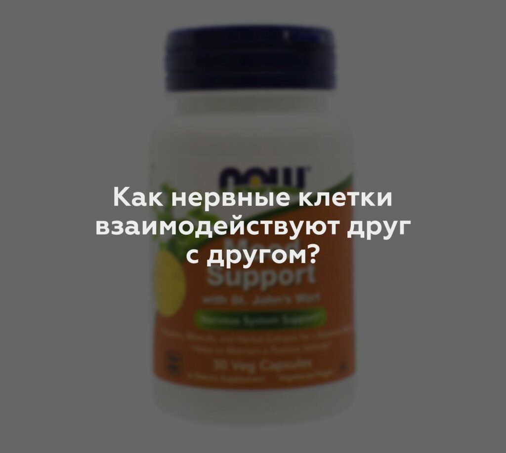 Как нервные клетки взаимодействуют друг с другом?