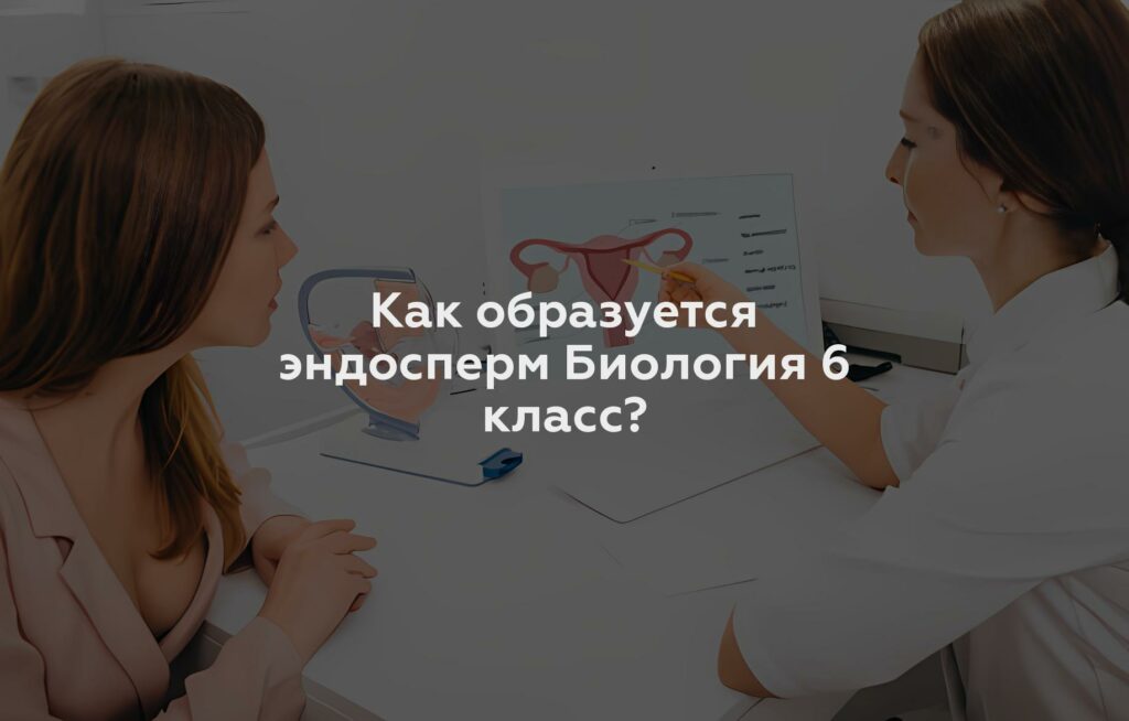 Как образуется эндосперм Биология 6 класс?