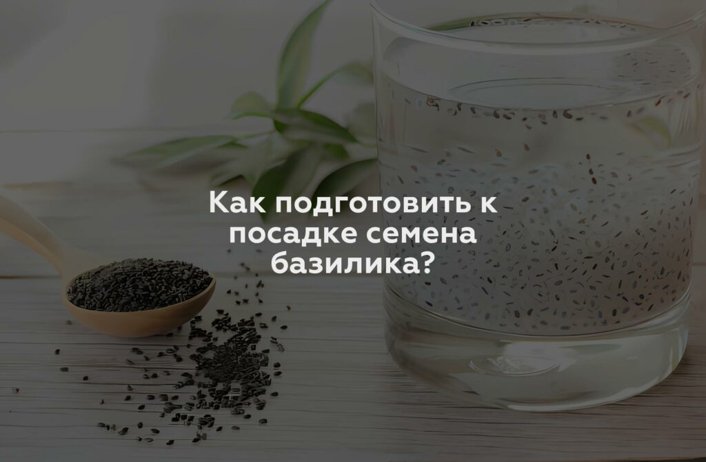 Как подготовить к посадке семена базилика?