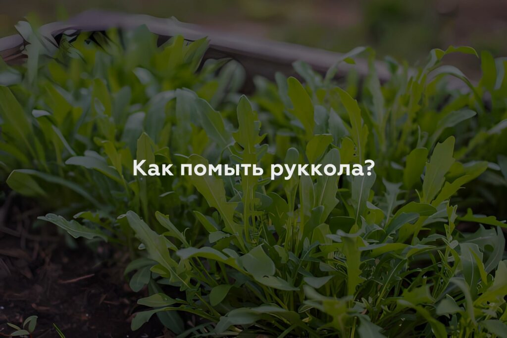 Как помыть руккола?