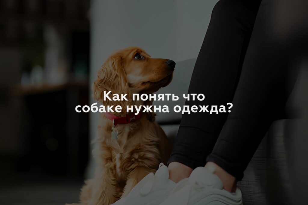 Как понять что собаке нужна одежда?