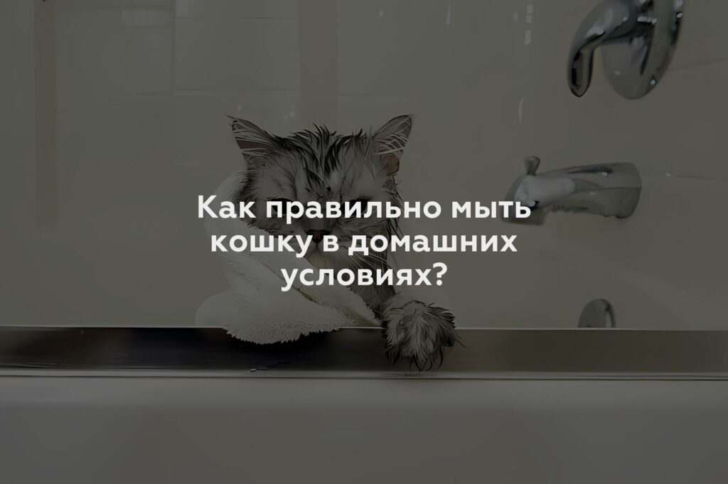 Как правильно мыть кошку в домашних условиях?