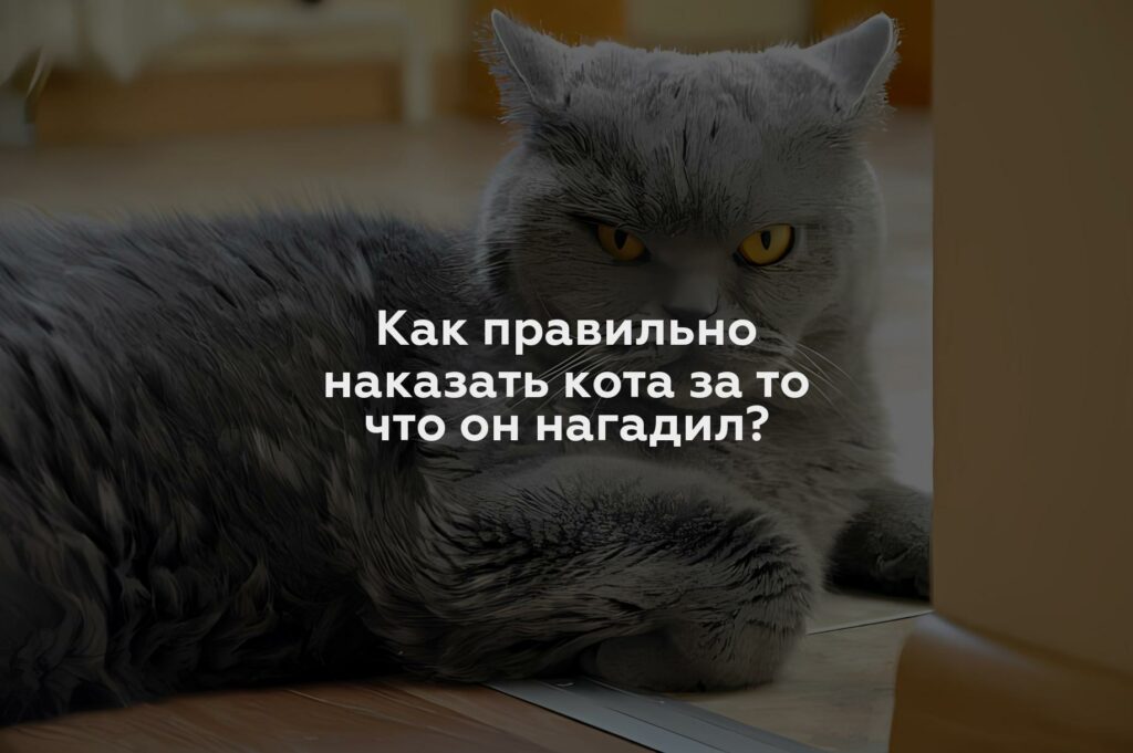 Как правильно наказать кота за то что он нагадил?